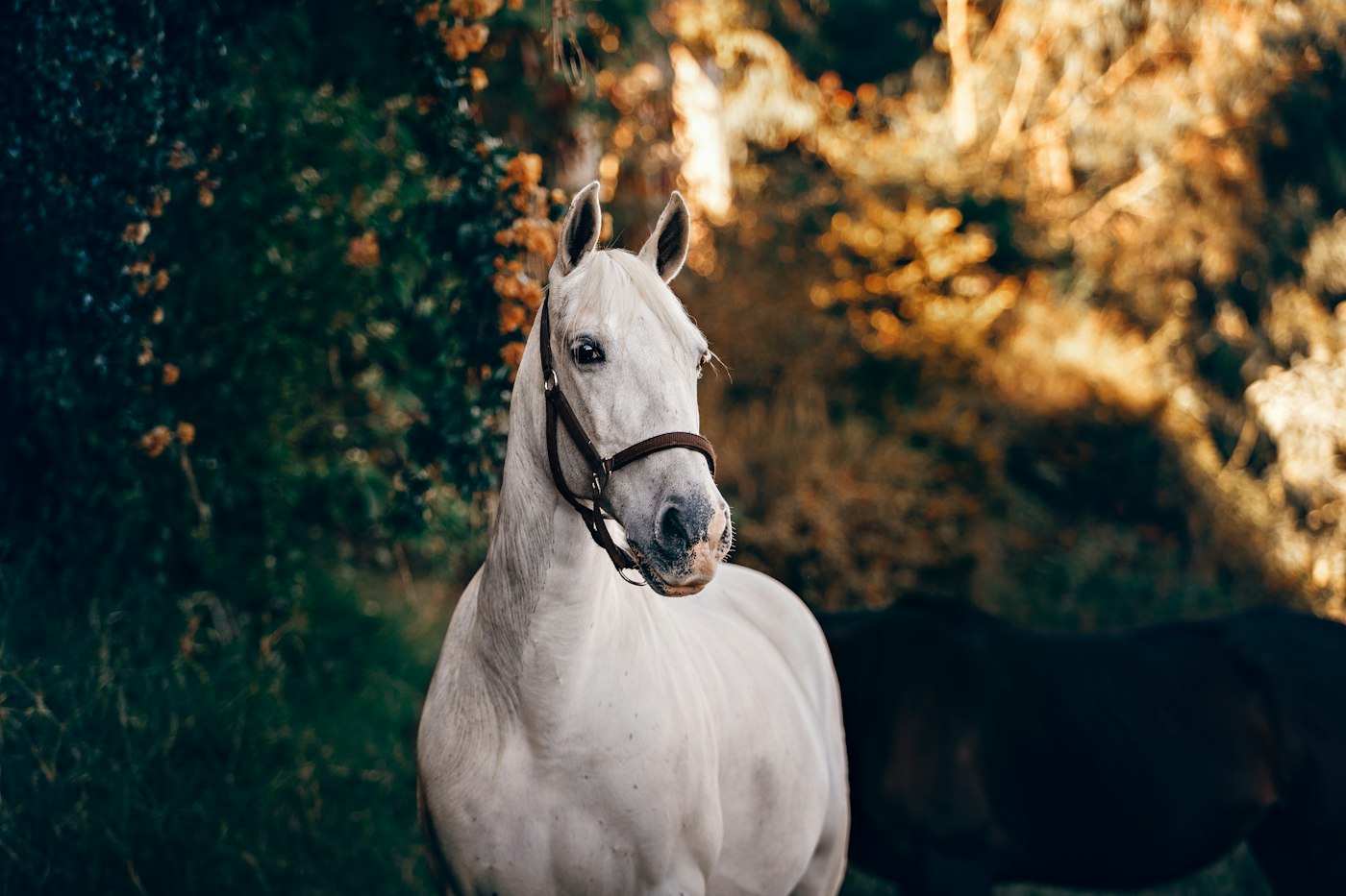 Mincio, Sella Italiano